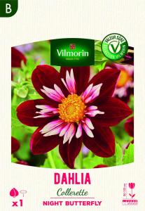 Dahlia Collerette Night Butterfly (x1)